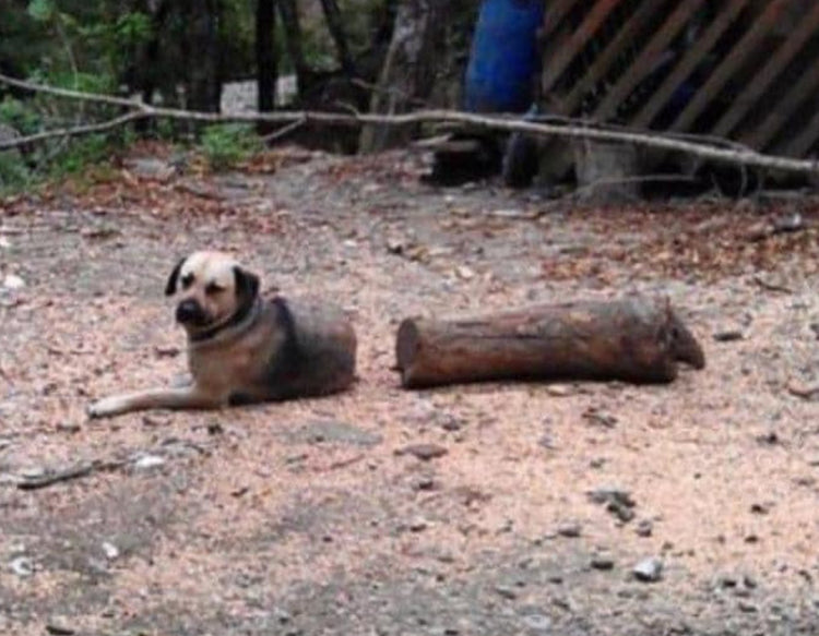 19 Animal Pictures That Will Make You Go