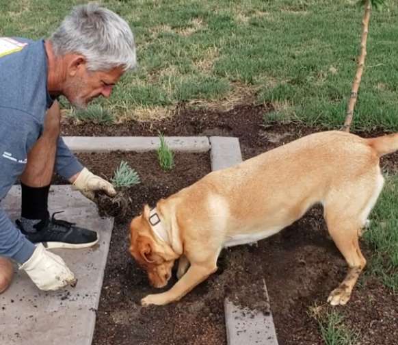 Gardener Has A Special Way Of Planting Things Without A Shovel