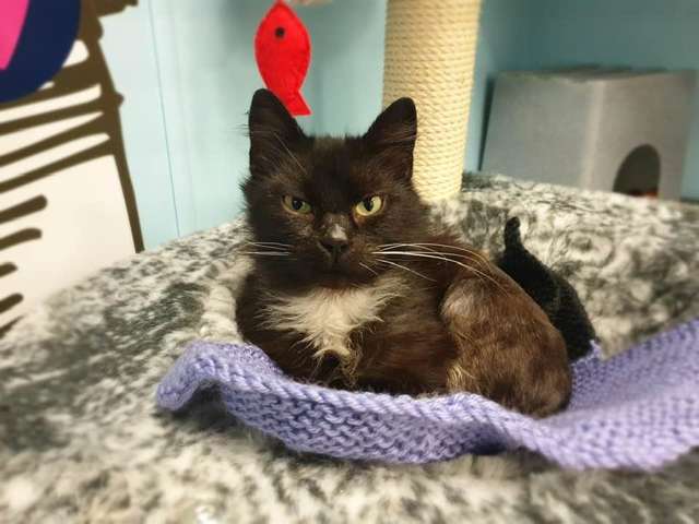 This Shelter Needs Your Help Knitting Blankets For Cats In Need