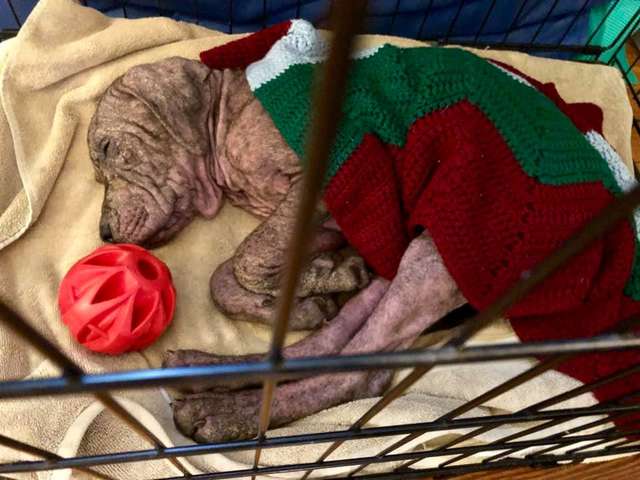 5 Bald Puppies Found On Side Of Road Just Kept Kissing Rescuers - Arm The Animals Clothing LLC