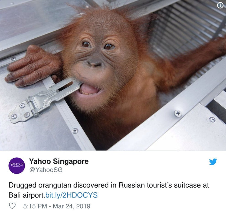 Airport Finds Sleeping Baby Orangutan Inside Traveler's Bag - Arm The Animals Clothing LLC