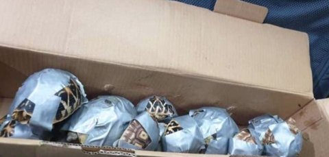 Airport Officials Open Suitcases And Find Hundreds Of Tiny Stowaways - Arm The Animals Clothing LLC