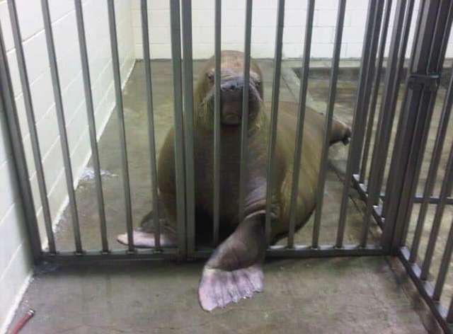 Another Walrus Dies Suddenly At Controversial Marine Park
