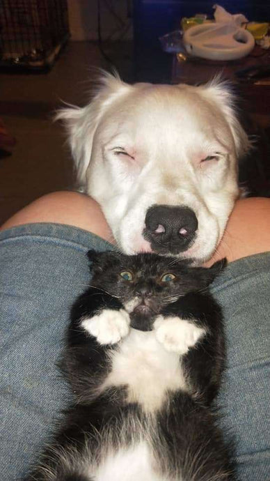 Blind, Deaf Dog Comforts Every Foster Animal Who Comes Through His Home