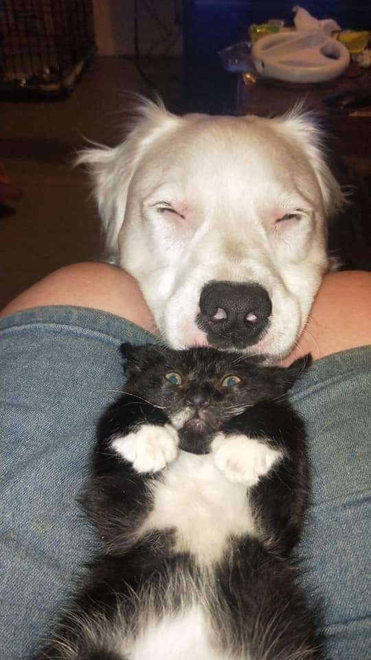 Blind, Deaf Dog Comforts Every Foster Animal Who Comes Through His Home - Arm The Animals Clothing LLC