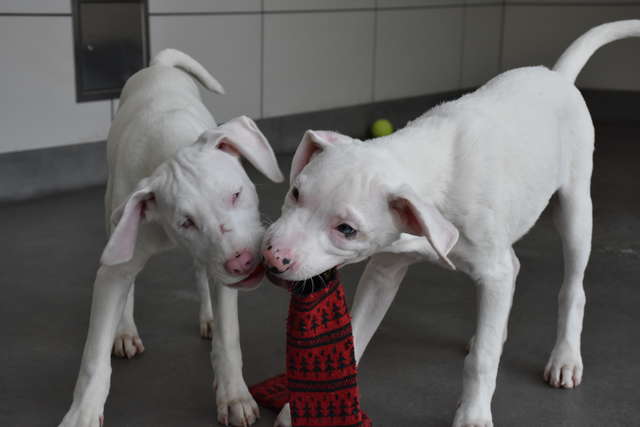 Blind Puppy And Her 'Seeing-Eye Dog' Are Looking For A Home Together