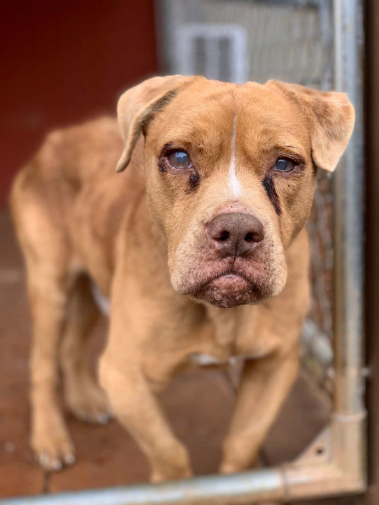 Blind Rescue Dog Who Was Chained For 8 Years Can't Believe He's Getting His Own Bed - Arm The Animals Clothing LLC