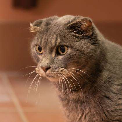 Cat Lost Her Ears — So The Shelter Made Her A New Pair - Arm The Animals Clothing LLC
