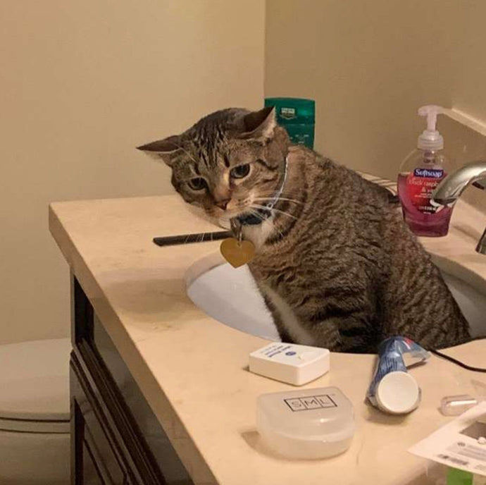 Cat Meets Dog For The First Time — And Decides To Go Live In The Sink