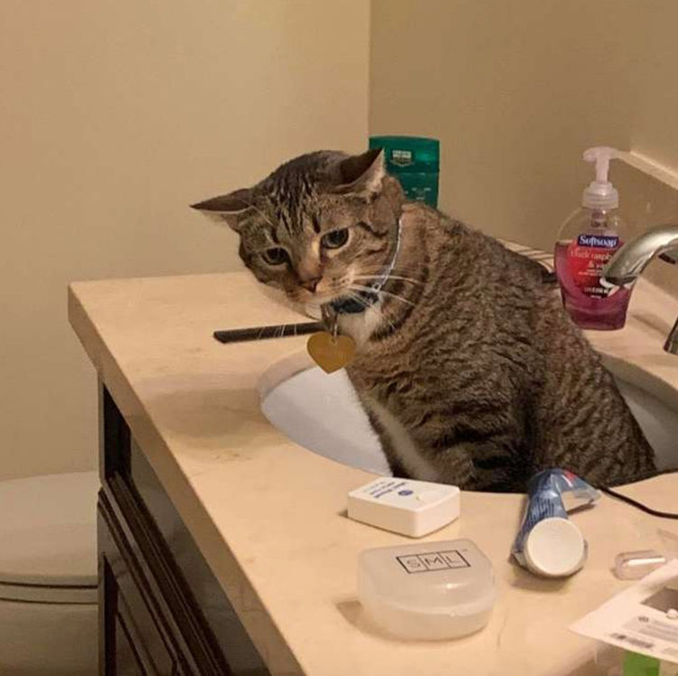 Cat Meets Dog For The First Time — And Decides To Go Live In The Sink - Arm The Animals Clothing LLC