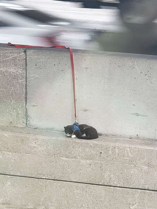 Cat On Leash Gets A Little Lost And Ends Up On Edge Of Bridge