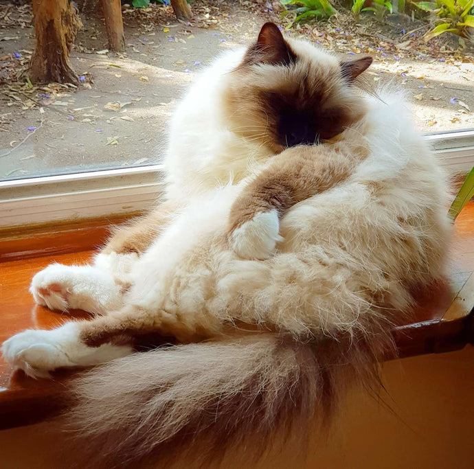 Cat Won't Stop Meowing Until Dad Notices The Injured Baby Bird He Found