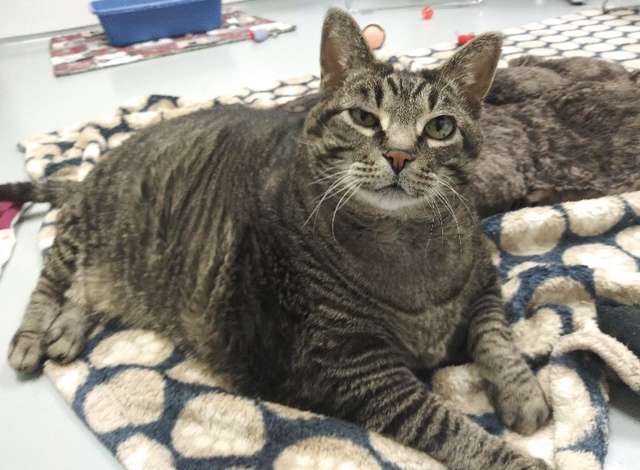 Chubby Cat Stepping On A Scale Is All Of Us After The Holidays - Arm The Animals Clothing LLC
