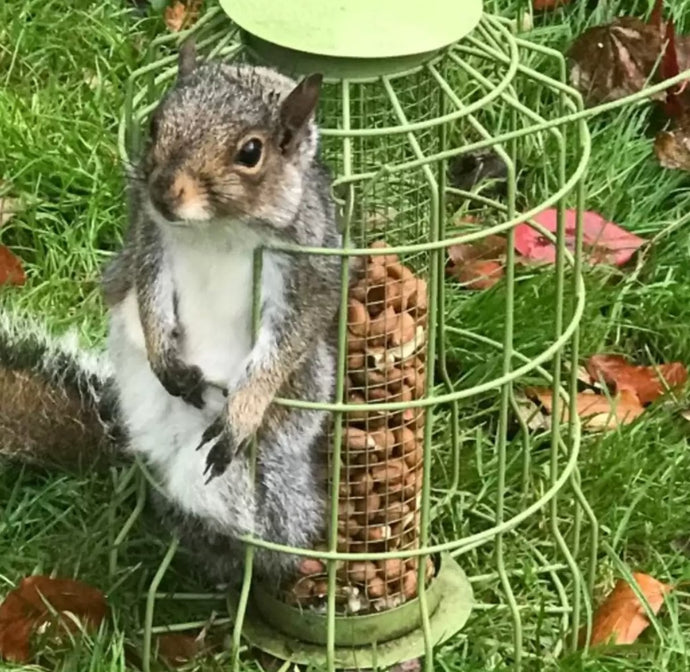 Chubby Squirrel Is Full Of Seeds And Regret After Getting Stuck In Bird Feeder