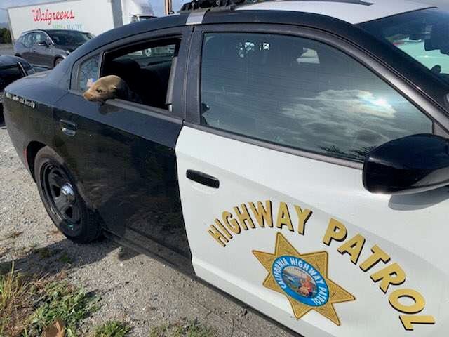 Cop 'Arrests' A Lost Little Animal For Trespassing On Freeway - Arm The Animals Clothing LLC