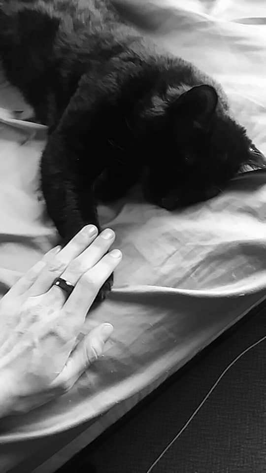 'Dead' Cat Returns Home Alive Hours After Heartbreaking Funeral - Arm The Animals Clothing LLC