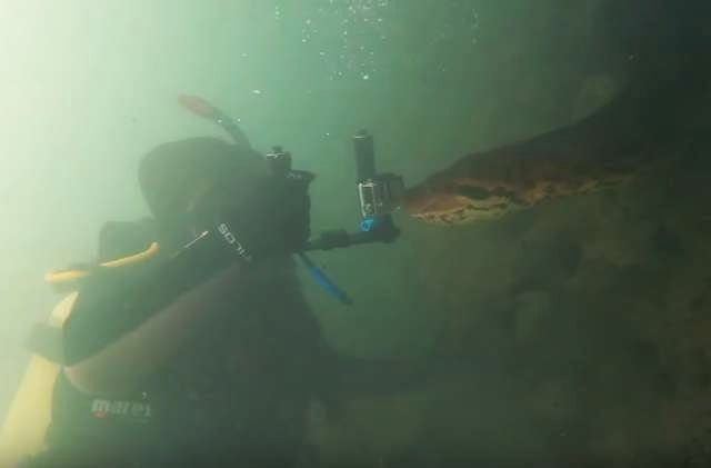 Diver Comes Face-To-Face With The Largest Snake In The World - Arm The Animals Clothing LLC