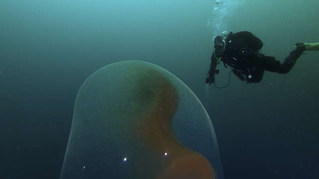 Divers Find Giant Mysterious 'Egg' Floating In Ocean