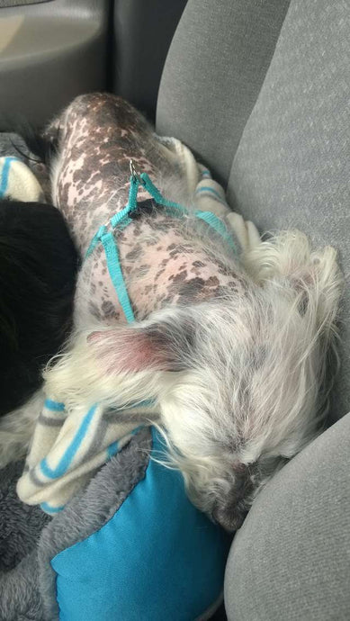 Dog Abandoned At A Vet Clinic Barely Even Looked Like A Dog At All