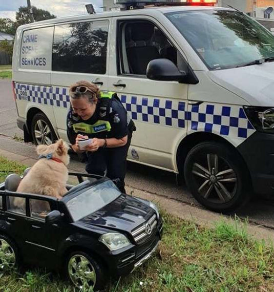 Dog Driving Around In A Tiny Car Has Run-In With Police - Arm The Animals Clothing LLC
