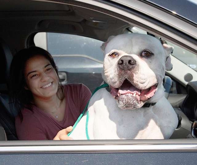 Dog Dropped At Shelter Didn't Know Why No One Wanted Him