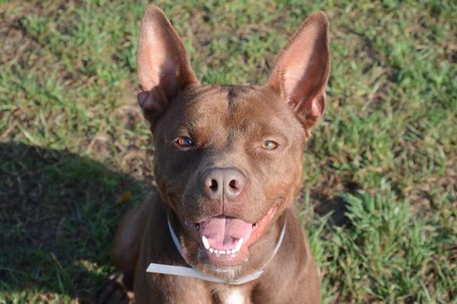 Dog Finds Himself All Alone At Shelter After Everyone Else Gets Adopted - Arm The Animals Clothing LLC