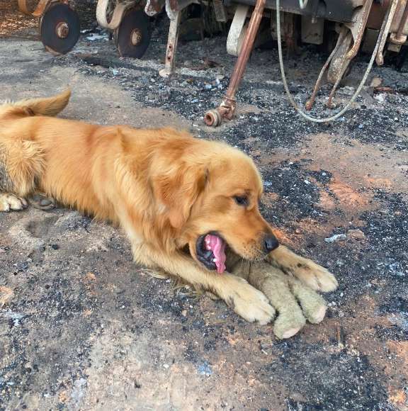 Dog Finds His Favorite Toy After Family Loses Everything In Australian Fire