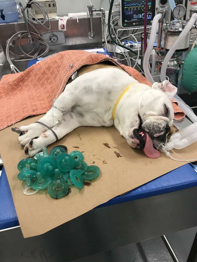 Family Can't Believe What Was Causing Dog's Stomach ache - Arm The Animals Clothing LLC