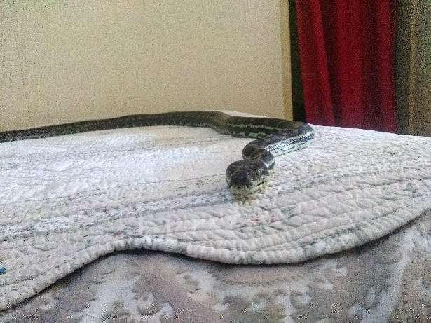 Family Hears A 'Thump' And Can't Believe What Falls From Ceiling