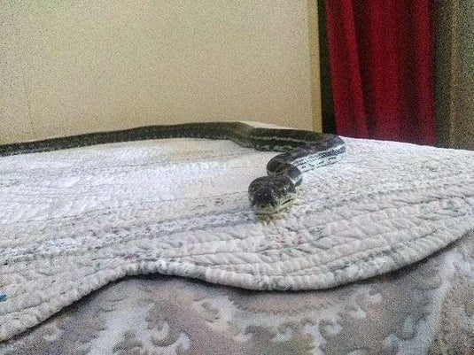 Family Hears A 'Thump' And Can't Believe What Falls From Ceiling - Arm The Animals Clothing LLC