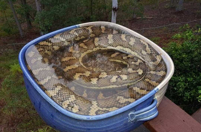 Family Sets Up A Birdbath — And Attracts A Very Scaly 'Bird'