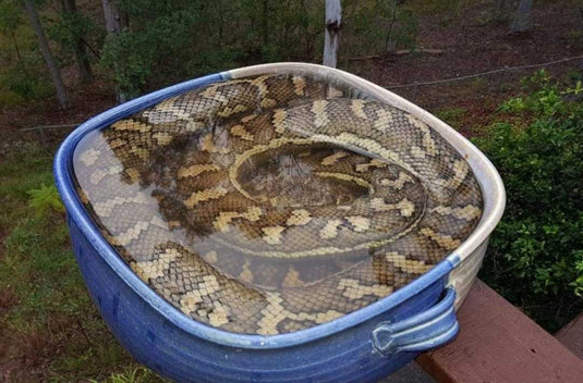 Family Sets Up A Birdbath — And Attracts A Very Scaly 'Bird' - Arm The Animals Clothing LLC