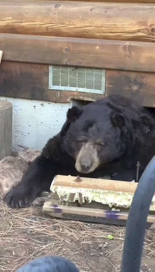 Family Shocked To Find Giant Bear Has Moved In Under Their House - Arm The Animals Clothing LLC