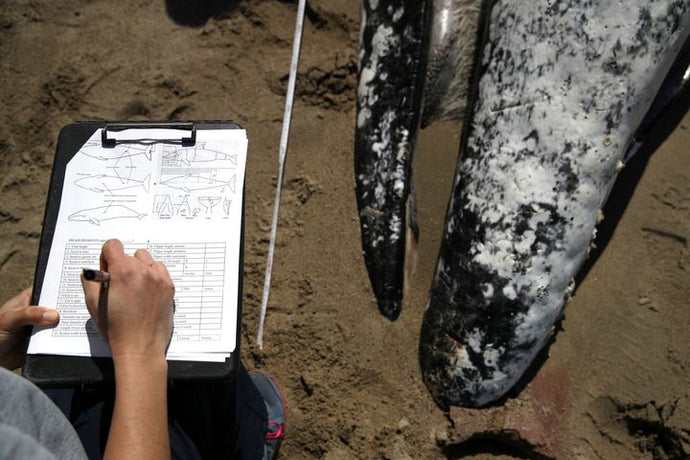 Feds Investigate Deaths Of At Least 70 Gray Whales Along The West Coast