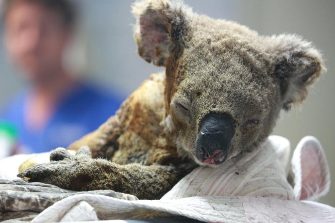 Fires Have May Have Killed Up To 1,000 Koalas, Fueling Concerns Over The Future Of The Species