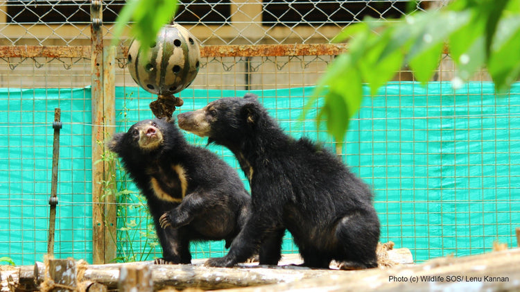 Five Sloth Bears Rescued from Poachers - Arm The Animals Clothing LLC