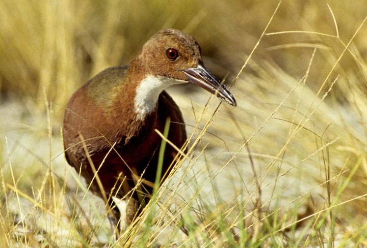 Flightless Birds Went Extinct On A Group Of Islands And Then Evolved Again - Arm The Animals Clothing LLC