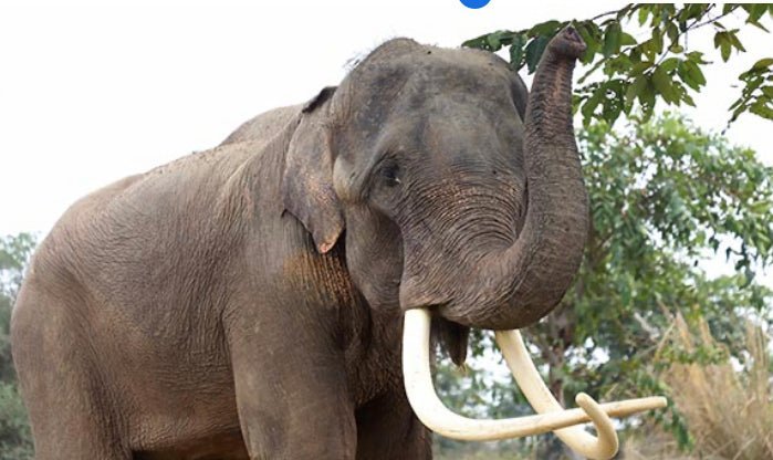 Generous Donor Has Agreed To Match Donations - Arm The Animals Clothing LLC
