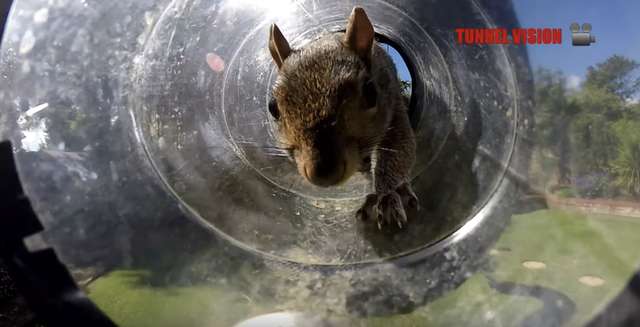 Guy Builds Huge, Incredible Racetracks For Squirrels In His Backyard - Arm The Animals Clothing LLC