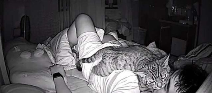 Guy Sets Up Hidden Camera To See What His Cat Does While He's Sleeping