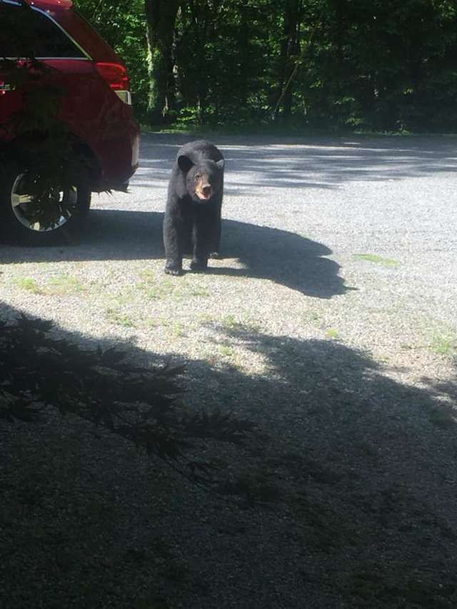 Guy Walks Outside And Finds A Whole Family Of Bears In His Car - Arm The Animals Clothing LLC