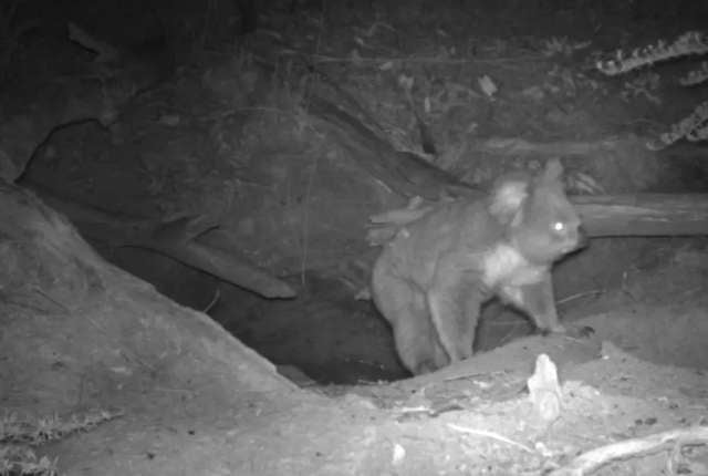 Hidden Camera Catches 3 Different Animals Coming Out Of Same Little Nest - Arm The Animals Clothing LLC