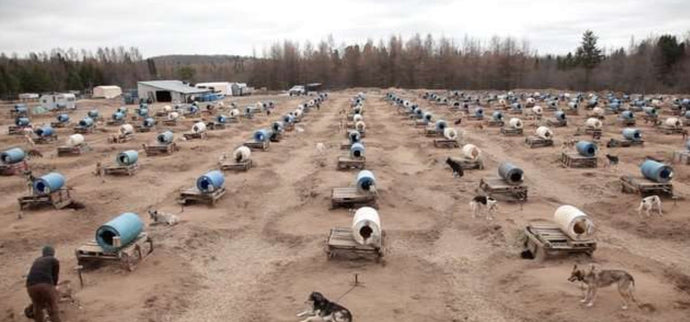 Hundreds Of 'Extra' Sled Dogs Are Being Secretly Killed, Ex-Employee Says