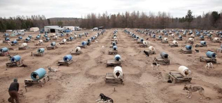 Hundreds Of 'Extra' Sled Dogs Are Being Secretly Killed, Ex-Employee Says - Arm The Animals Clothing LLC