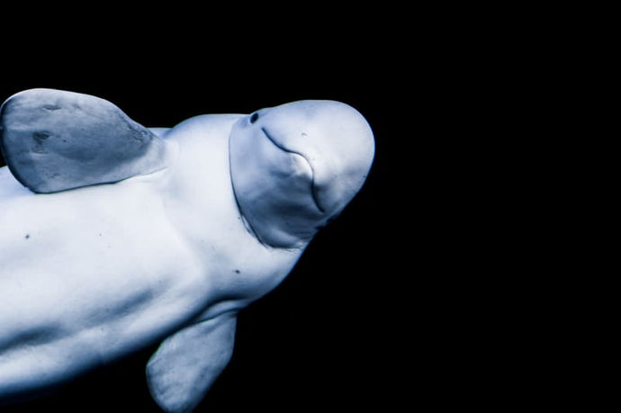 I Just Found Out What A Beluga Whale Is And I'm OBSESSED