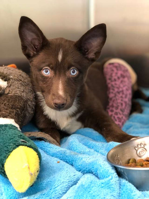 Little Puppy Was Abandoned Just Because She Broke Her Leg