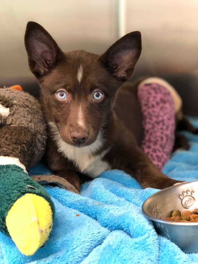 Little Puppy Was Abandoned Just Because She Broke Her Leg - Arm The Animals Clothing LLC