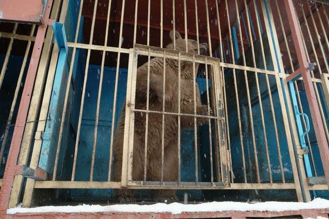Lonely Bear Locked In Tiny Cage Always Hoped For A Better Life