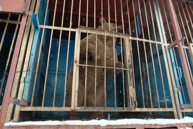 Lonely Bear Locked In Tiny Cage Always Hoped For A Better Life - Arm The Animals Clothing LLC