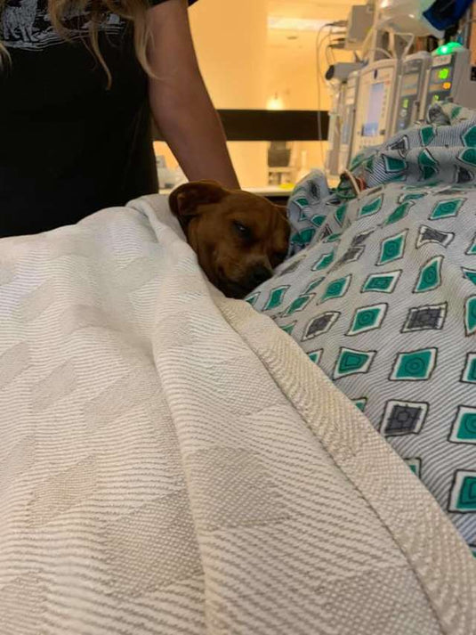 Loyal Dog Refuses To Leave Dad's Side Until The Very End - Arm The Animals Clothing LLC